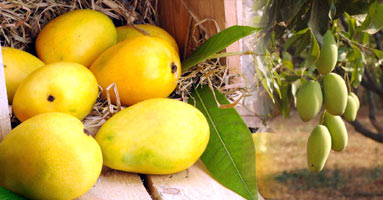 dussehri-mango