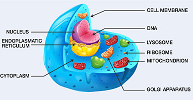 cell