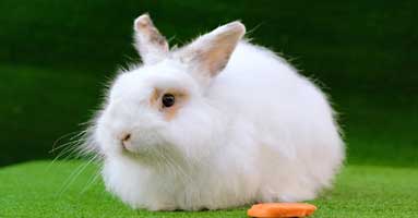 rabbit