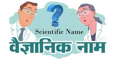 scientific-name