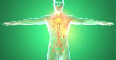 human body