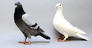 Pigeon