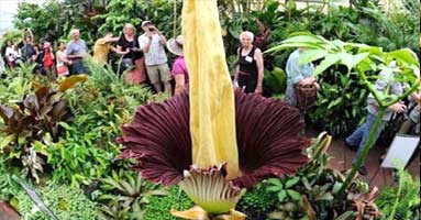 Amorphophallus Titanum