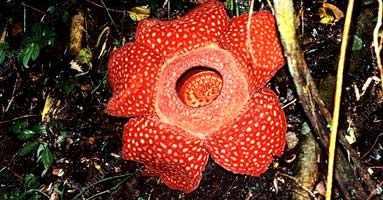 Rafflesia flower