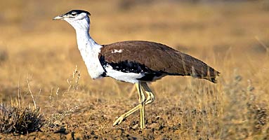 Great Indian Bustard