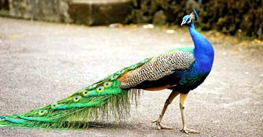 peacock