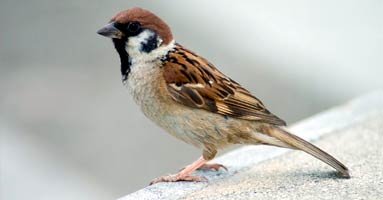 sparrow